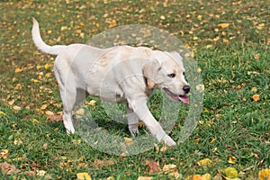 Cute labrador retriever puppy is walking on yellow leaves in the autumn park. Pet animals. Two month old
