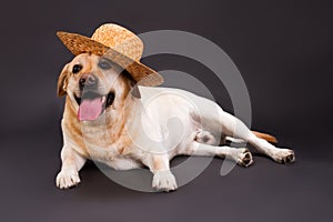 Cute labrador retriever in straw hat.