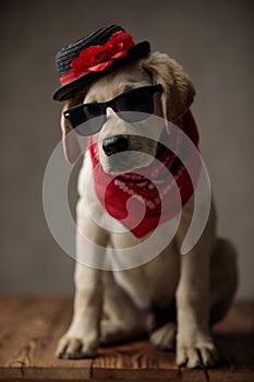 Cute labrador retriever wearing hat, sunglasses and bandana