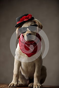 Cute labrador retriever wearing hat, sunglasses and bandana