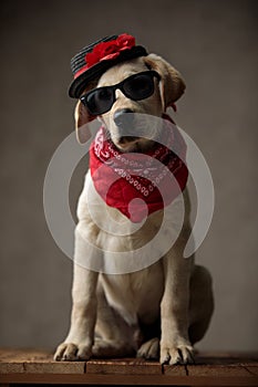 Cute labrador retriever wearing hat, sunglasses and bandana