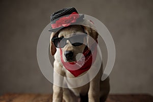 Cute labrador retriever wearing hat,sunglasses and bandana