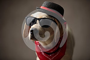 Cute labrador retriever wearing sunglasses,bandana and hat