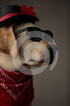 Cute labrador retriever wearing sunglasses, hat and bandana