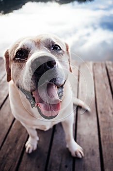 The cute labrador retriver smile in the garden and lake and sunset reflection