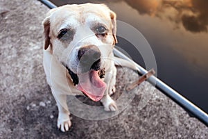 The cute labrador retriver and sunset in the lake and garden in the winter