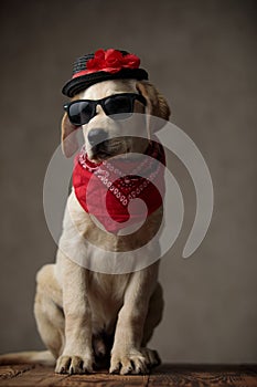 Cute labrador wearing sunglasses, red bandana and hat