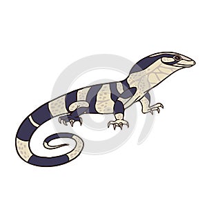Cute lace monitor with long tail on white background