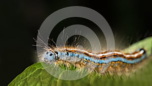 Cute lackey moth caterpillar close-up. Malacosoma neustria