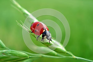 Carino setto di coccinella felicità 