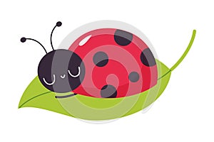 Cute ladybug sleeping on green leaf. Funny little ladybird insect cartoon vector illustration