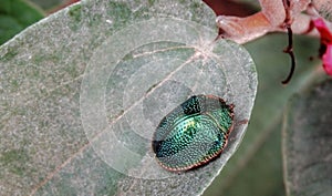 Cute ladybug walking on top of leaf.