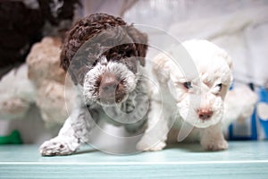 Cute lagotto romagnolo puppies photo