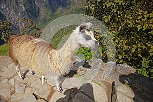 Cute lama in Machu Picchu ancient town