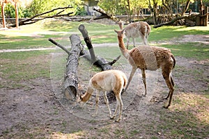 Cute lamas in zoological garden