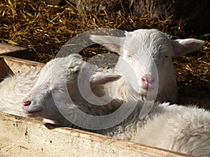 Cute lamb