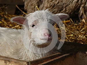 Cute lamb