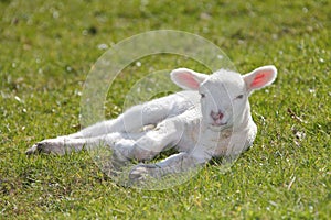 Cute lamb