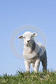 Cute lamb