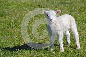 Cute lamb photo