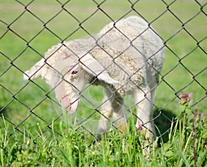 Cute lamb behind wire fence