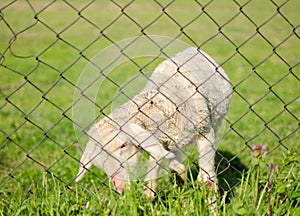 Cute lamb behind wire fence