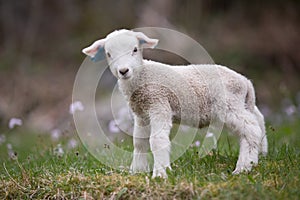 Cute lamb photo