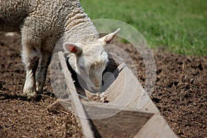 Cute lamb feeding from a trough