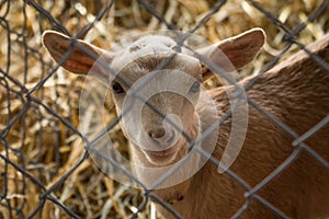 Cute Lamb Fence