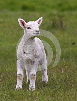 Cute lamb on field