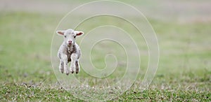 Cute lamb on field in spring