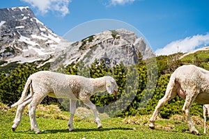 Cute lamb following her mother on mountain meadow.