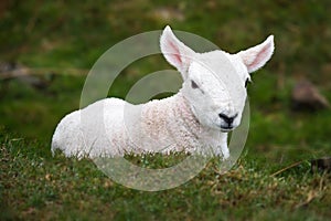 Cute small lamb on grass