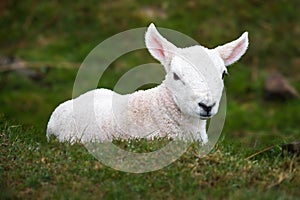 cute lamb on grass in Scotland