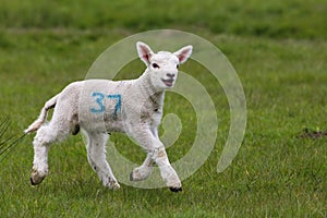 Cute lamb in green field