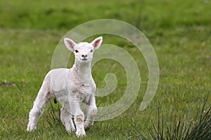 Cute lamb in green field