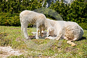 Cute lamb with her mother resting on mountain meadow.