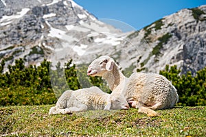 Cute lamb with her mother resting on mountain meadow.