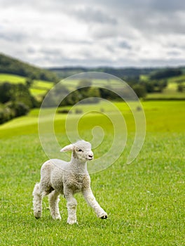 Cute lamb in meadow in wales or Yorkshire Dales