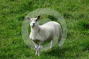Cute Lamb near Conistone, Wharfedale, Yorkshire Dales, England