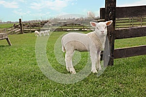 Cute lamb near wooden fence on green field, space for text