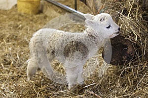 Cute Lamb Portrait