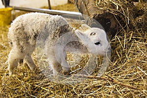 Cute Lamb Portrait