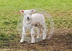 A cute Lamb.