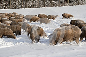 Cute lamb in snow with many sheep in winter meadow