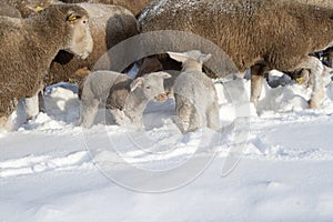 Cute lamb in snow with many sheep in winter meadow