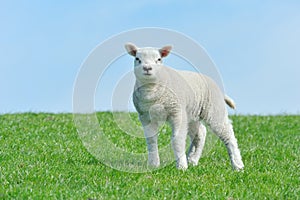 Cute lamb in spring