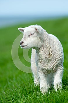 Cute lamb in spring