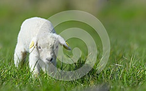 Carino agnello primavera 