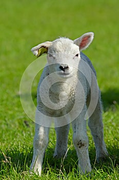 Cute lamb in spring